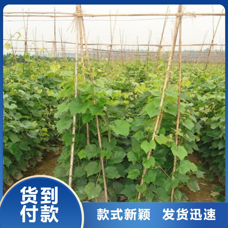 屯昌县晚熟葡萄树苗批发价格