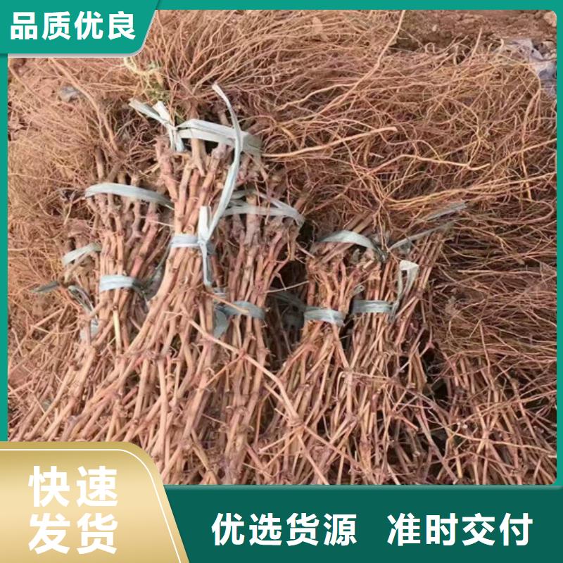 屯昌县晚熟葡萄树苗批发价格