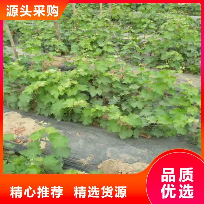 屯昌县晚熟葡萄树苗批发价格