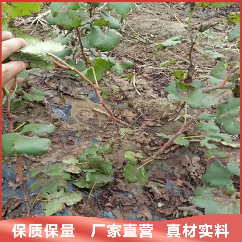 临高县克瑞森葡萄苗耐储存品种