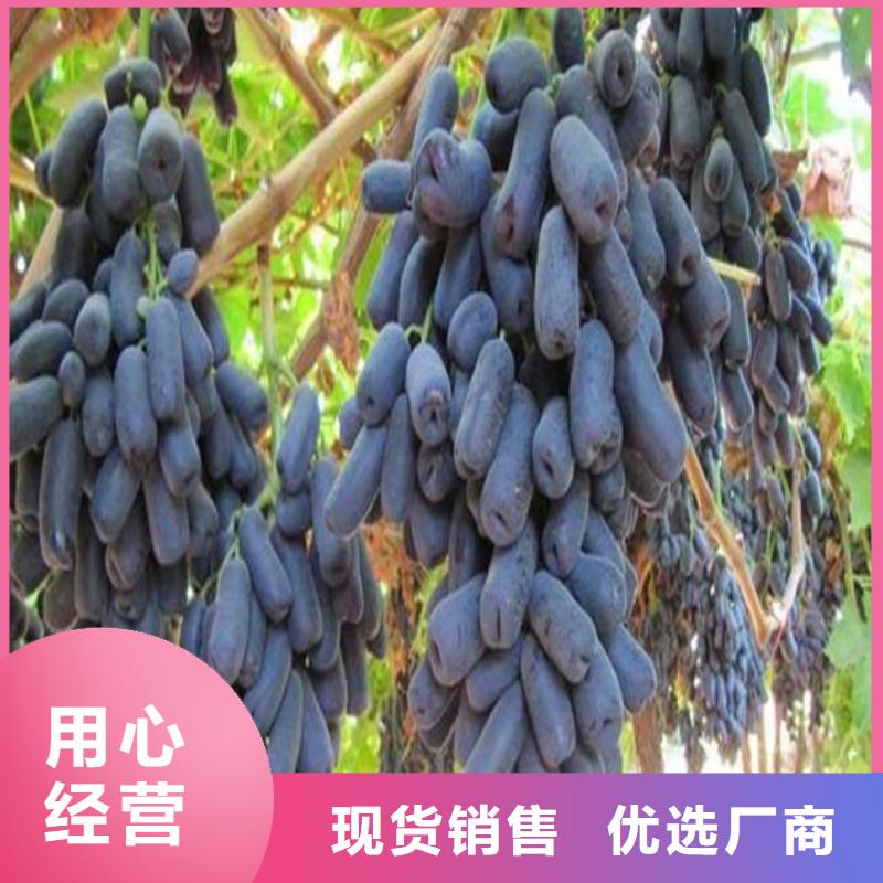 临高县克瑞森葡萄苗耐储存品种