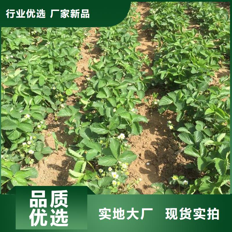 故城妙香7号草莓苗货源充足