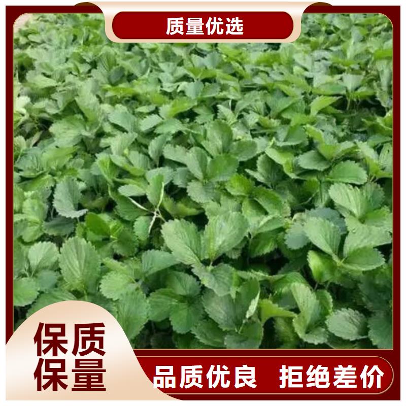 海南屯昌县桃熏草莓苗