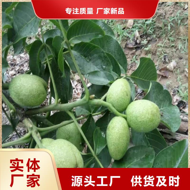 2公分8518核桃苗