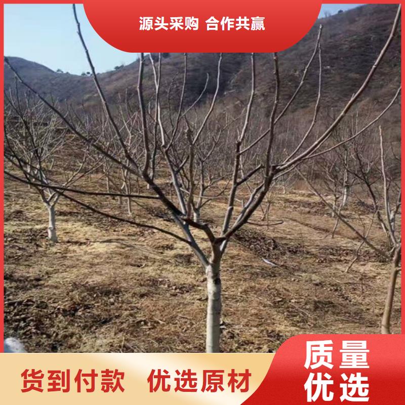 2公分8518核桃苗